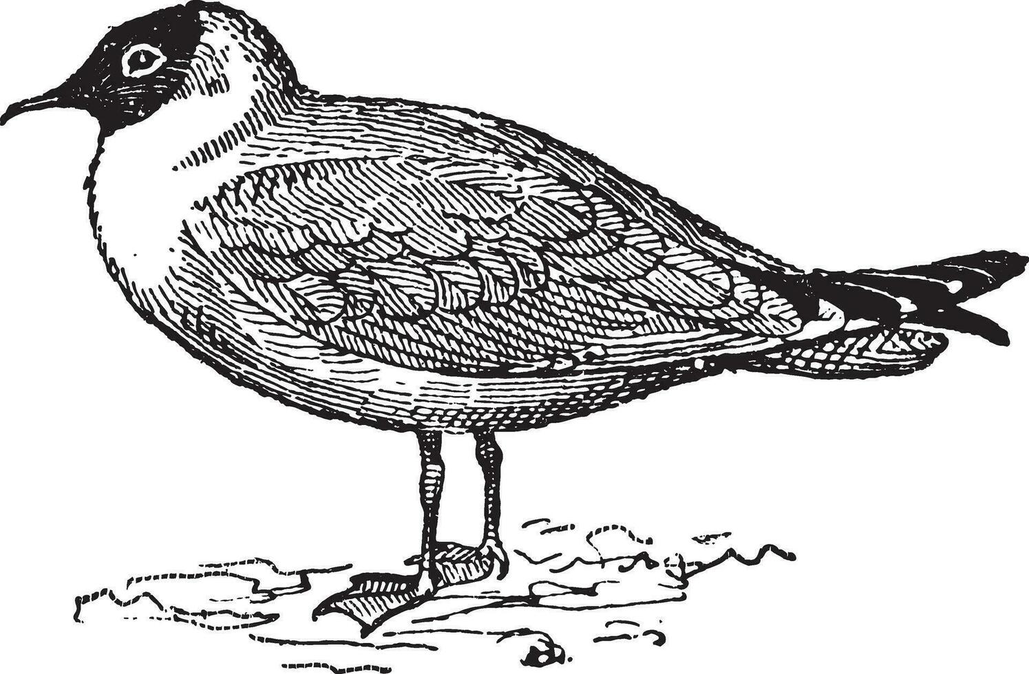 rindo gaivota ou leucophaeus atricila, vintage gravação vetor
