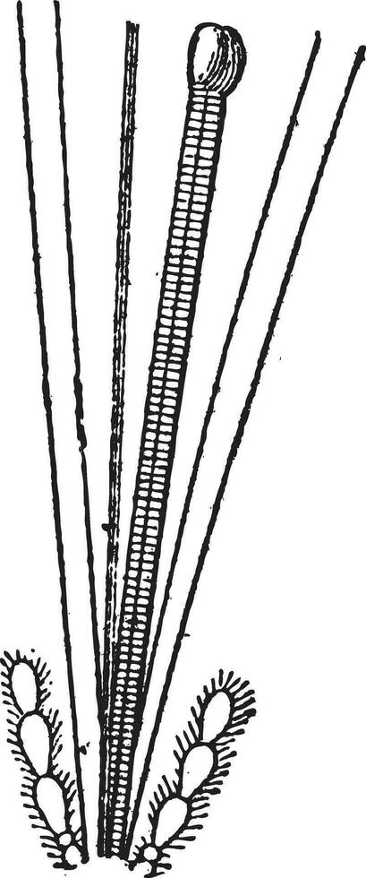 FIG 4. ardente insetos boca ou de la cigarro tribuna, vintage gravação. vetor