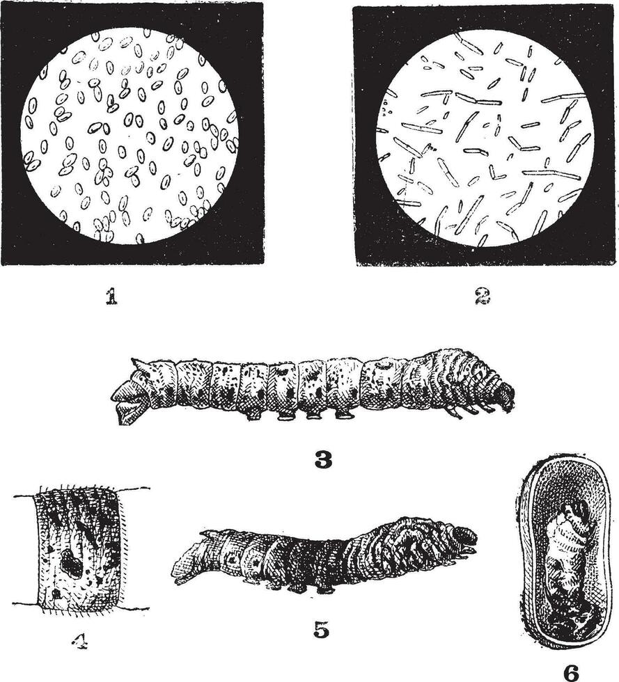 doenças do bichos-da-seda, vintage gravação vetor