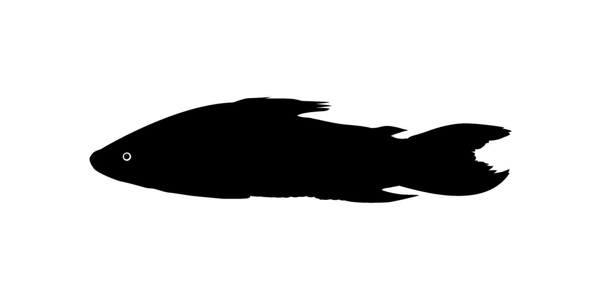 silhueta do a a kwi kwi ou hoplosterno litoral é uma espécies do blindado peixe-gato a partir de a callichthyidae família. vetor ilustração