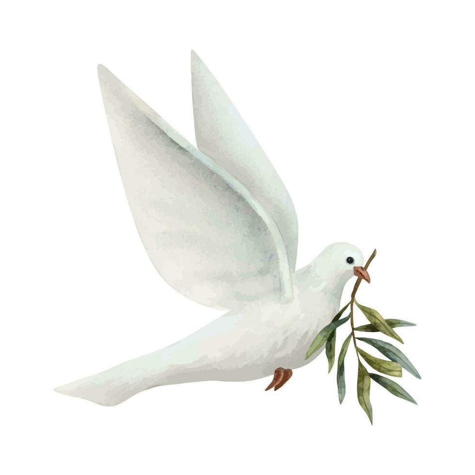 pomba do Paz com Oliva árvore galho aguarela vetor ilustração. branco vôo Pombo pássaro para pacífico símbolos desenhos