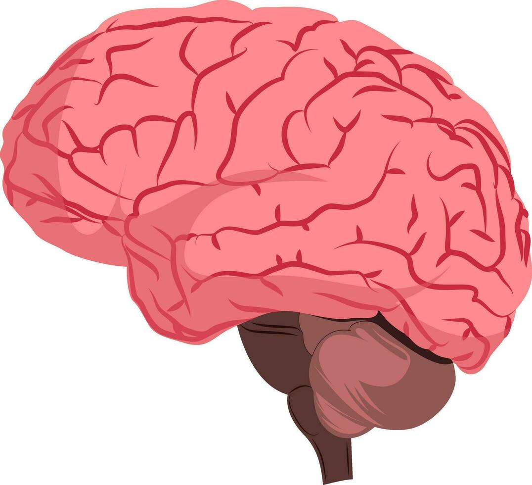 anatomia deisign do humano cérebro vetor ilustração em branco fundo