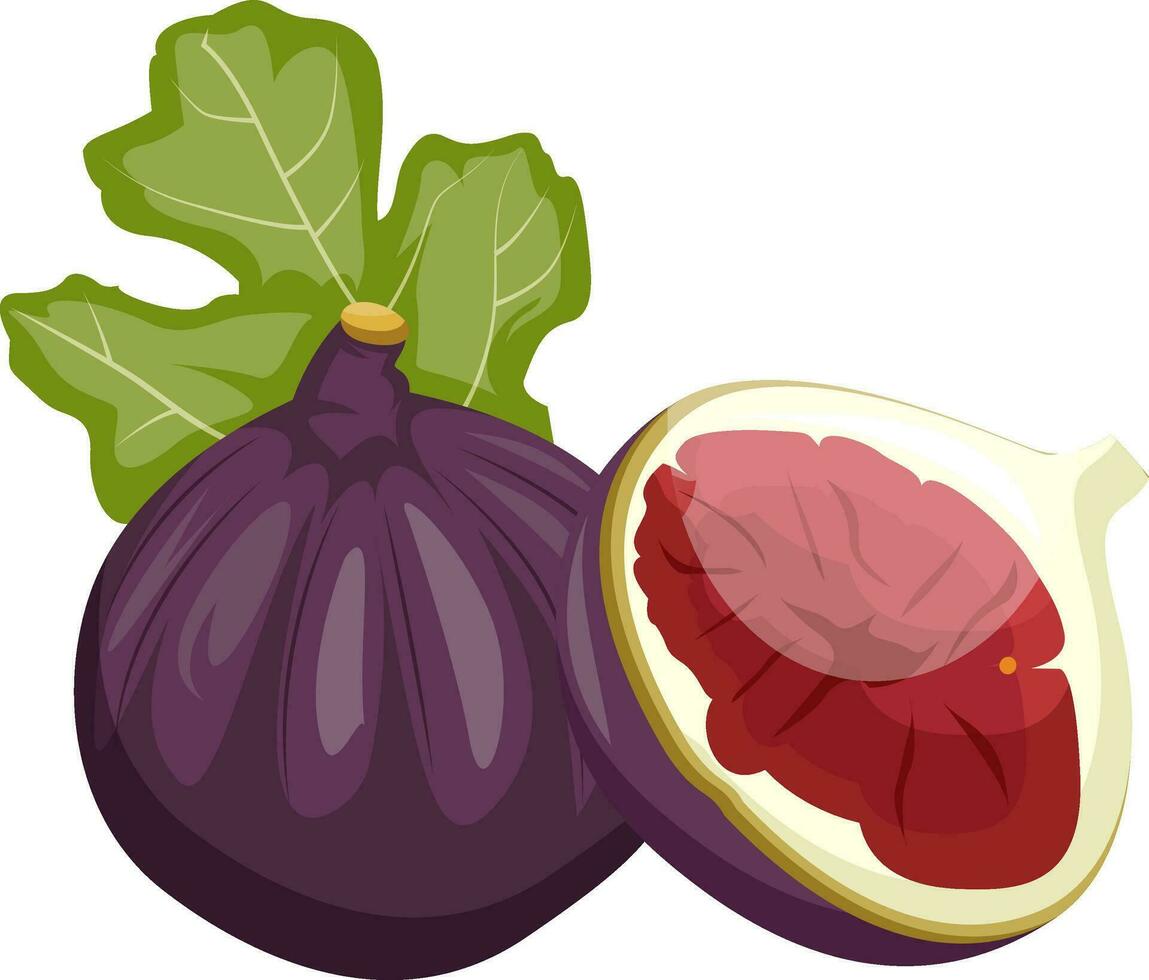 roxa feijola fruta com uma verde folha cortar dentro metade vetor ilustração em branco fundo.