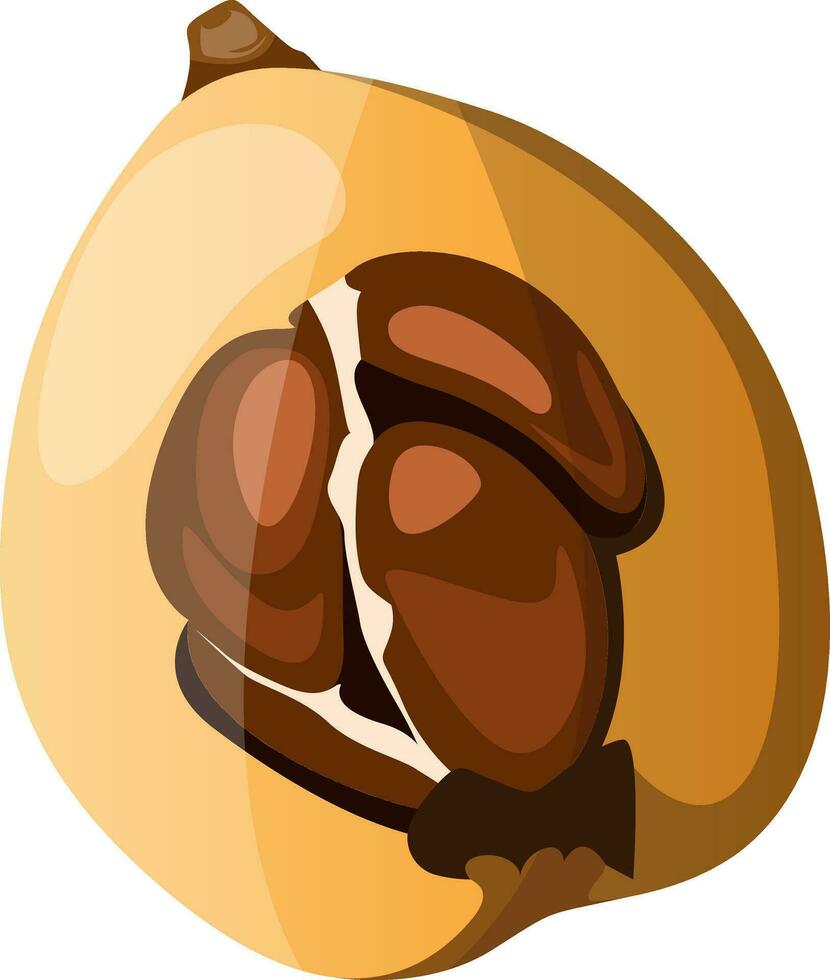 desenho animado do uma Castanho e amarelo nêspera fruta vetor ilustração em branco fundo.