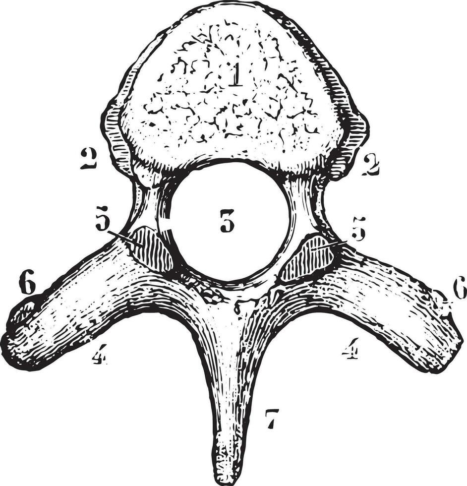 torácica vértebras ou dorsal vértebras, superior lado visualizar, vintage vetor