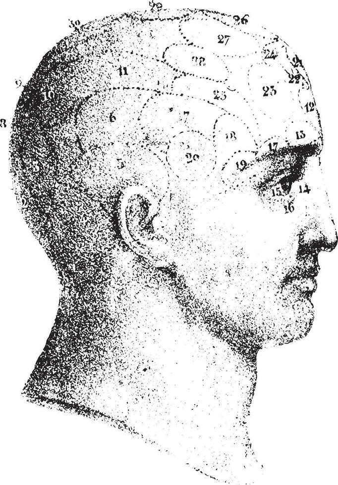 tipo cranial dado de Spurzheim dentro perfil, vintage gravação. vetor