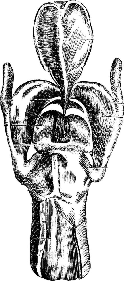 posterior Visão do a laringe, vintage gravação vetor