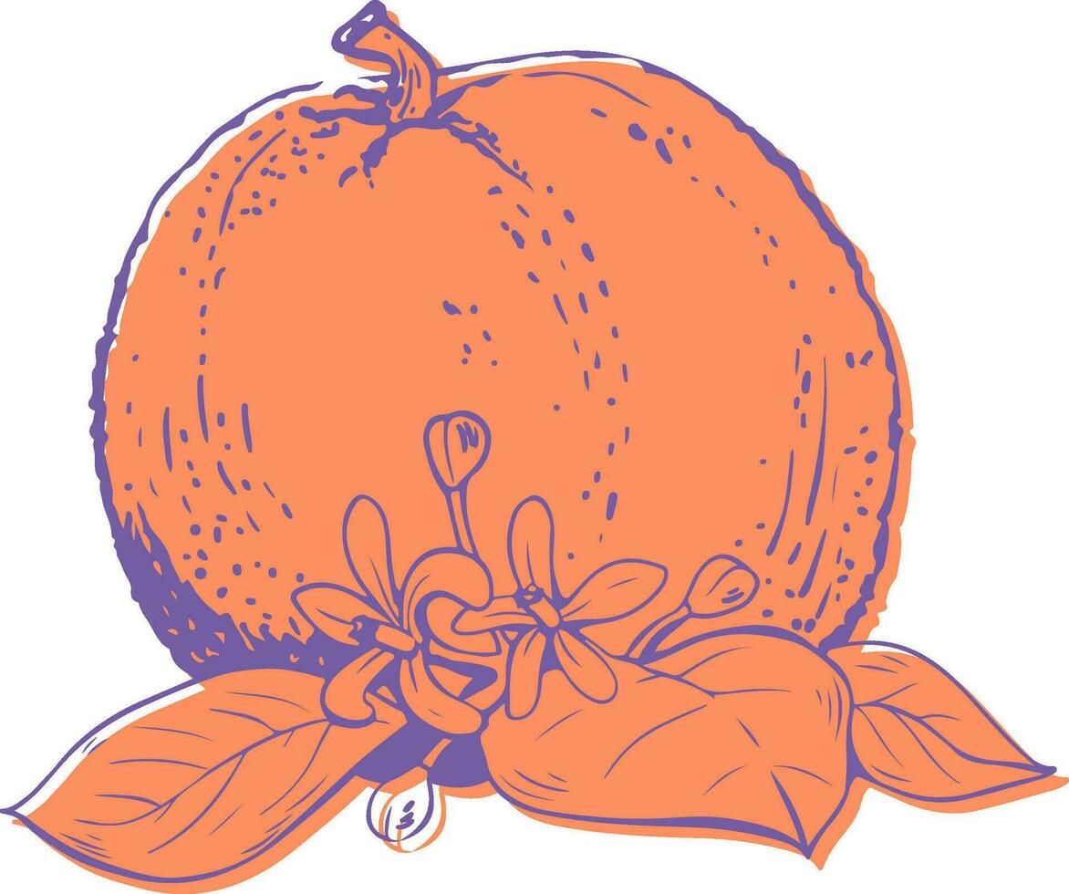 vetor ilustração do laranja fruta com folhas riso impressão efeito isolado em branco fundo