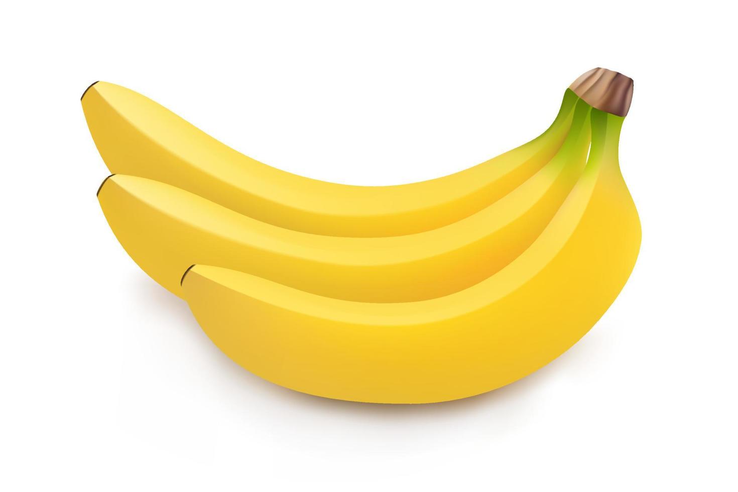 ilustração realista de cacho de bananas, isolado no fundo branco. ícone de banana. ilustração vetorial vetor