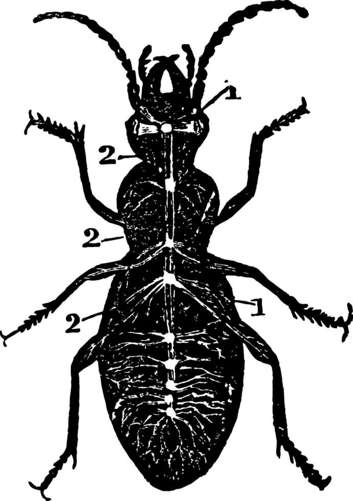 diagrama do nervoso sistema do uma besouro vintage ilustração. vetor