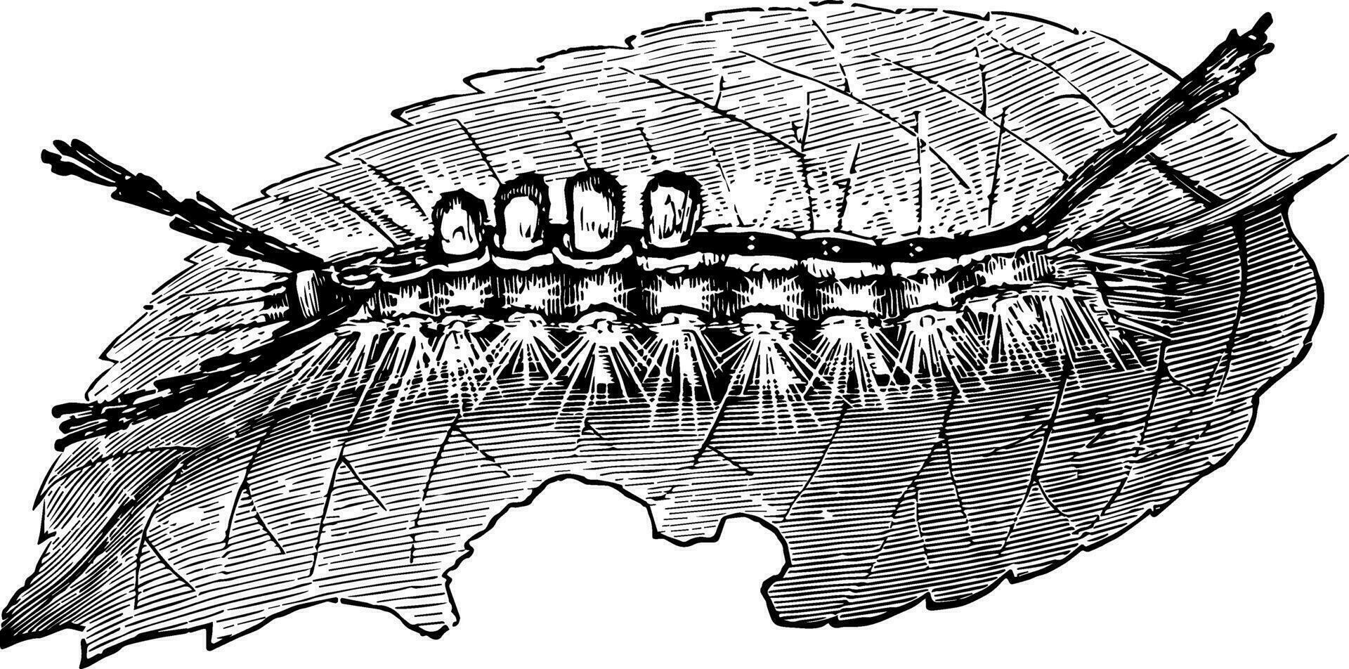 branco marcado tussock lagarta vintage ilustração. vetor