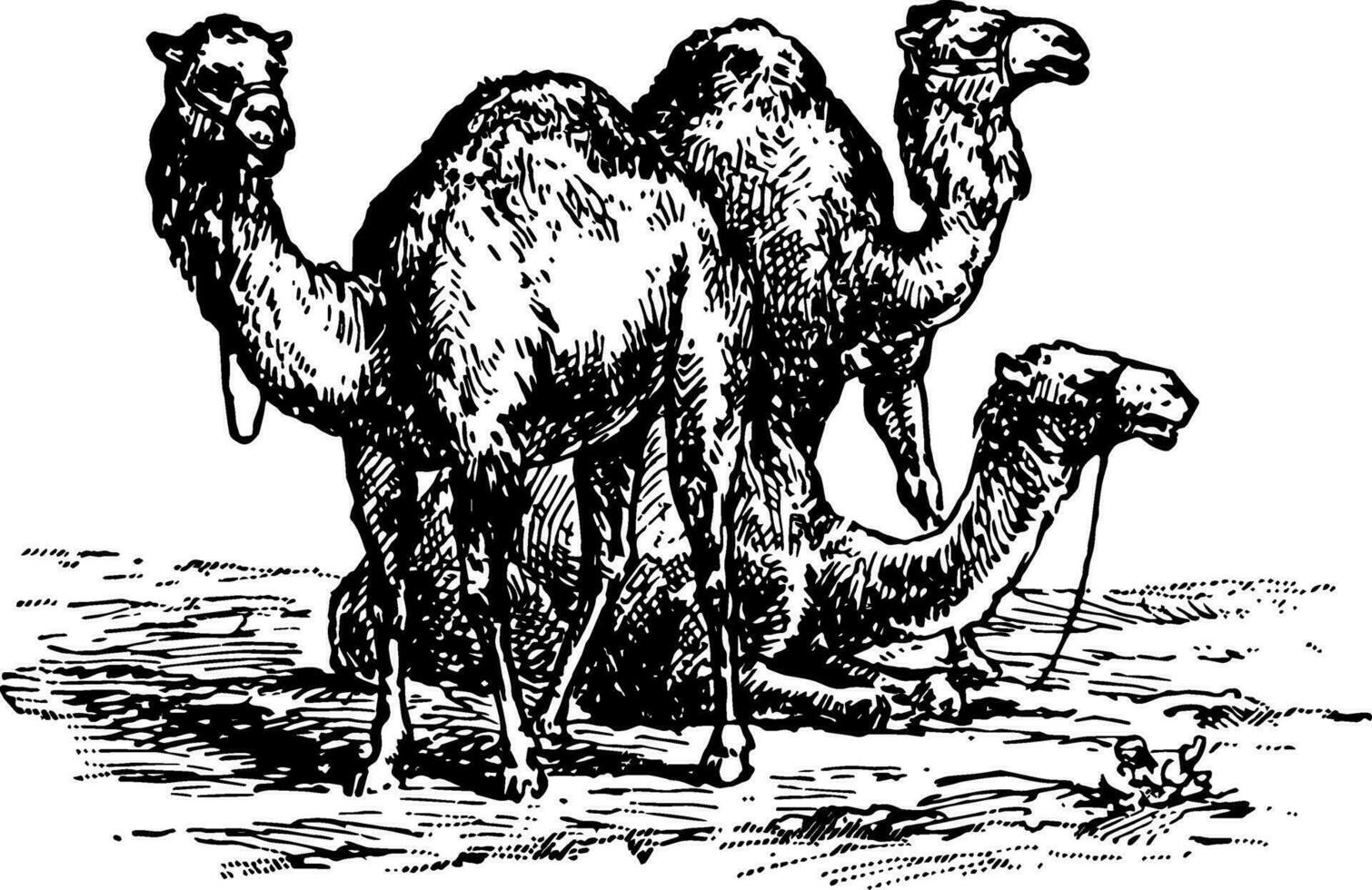 camelos vintage ilustração. vetor