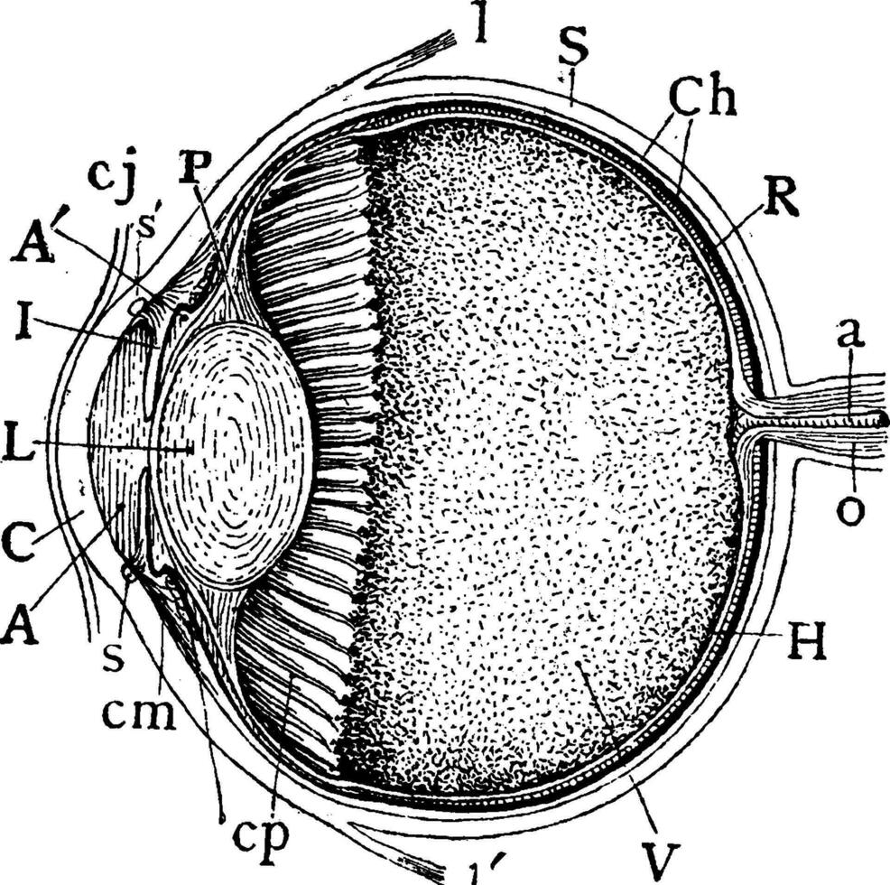 mediana vertical anteroposterior seção do olho, vintage ilustração. vetor