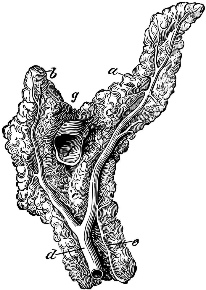 pâncreas do uma cavalo, vintage ilustração. vetor