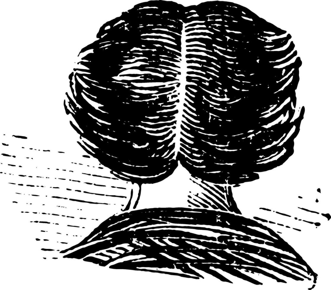 a ilustração do uma centrado cabelo, vintage gravação. vetor