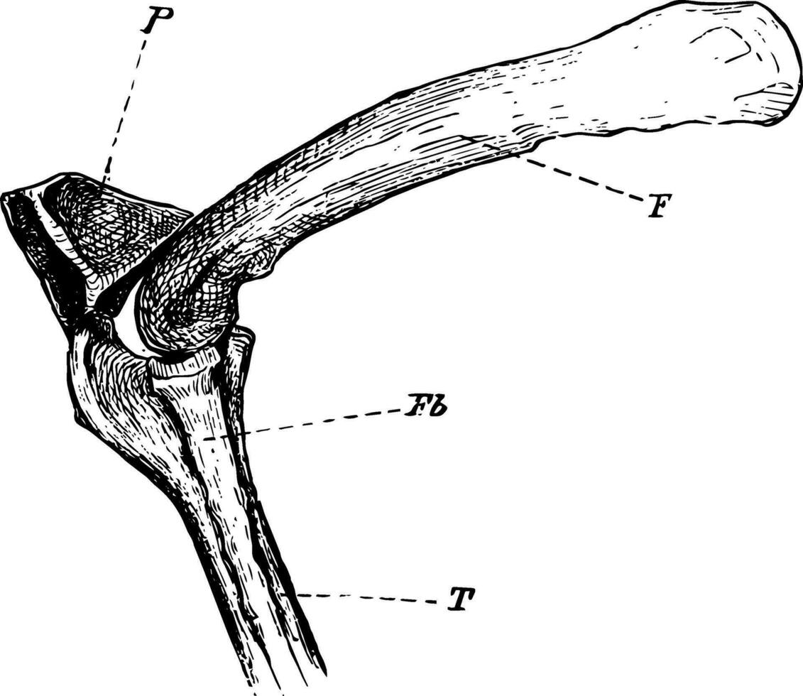 a joelho articulação do uma Corvo-marinho vintage ilustração. vetor