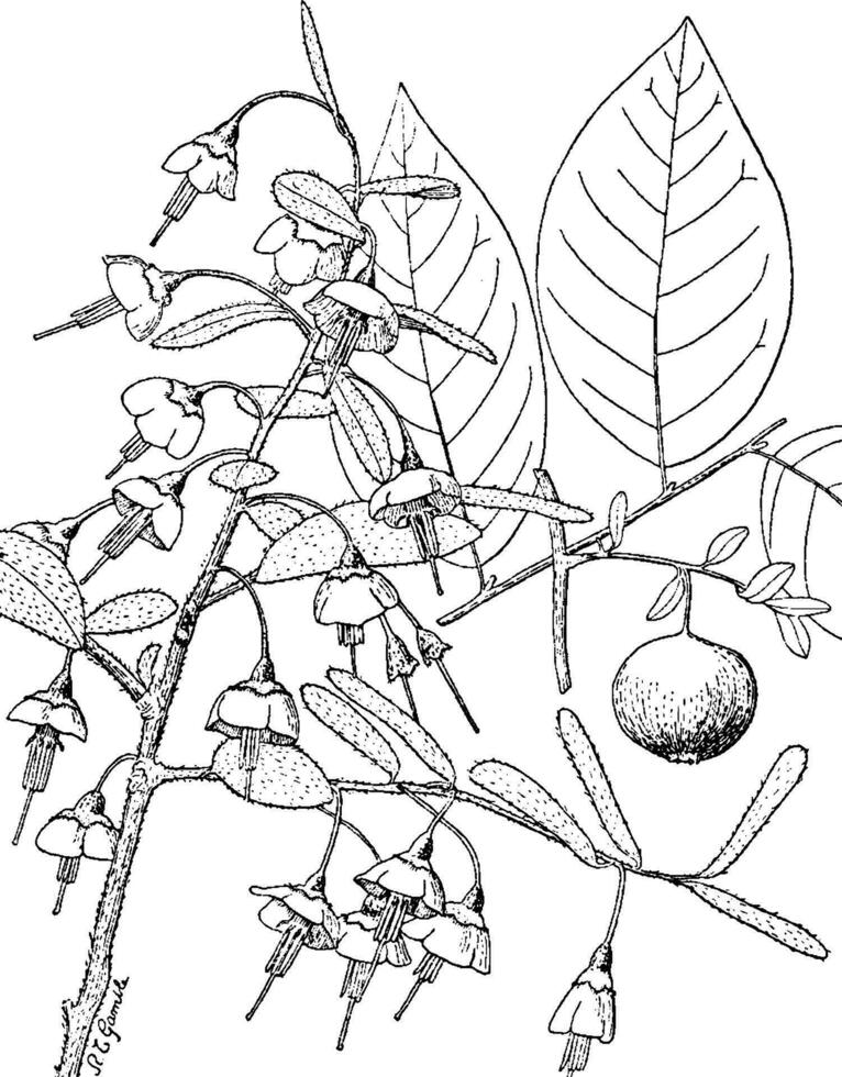 vaccinium estamíneo vintage ilustração. vetor