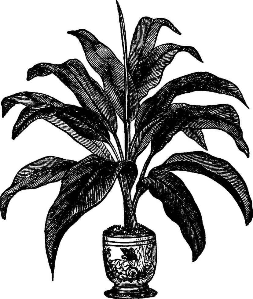 brasiliensis, dracaena, folhas, plantar, árvore vintage ilustração. vetor