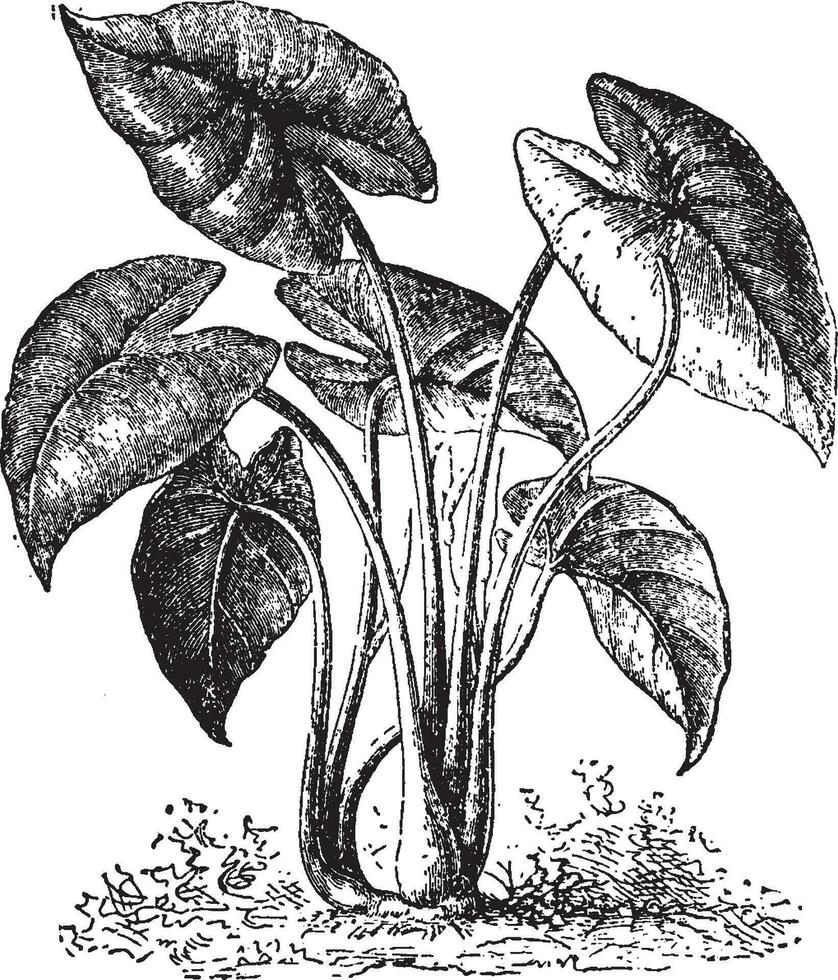 colocasia vintage ilustração. vetor