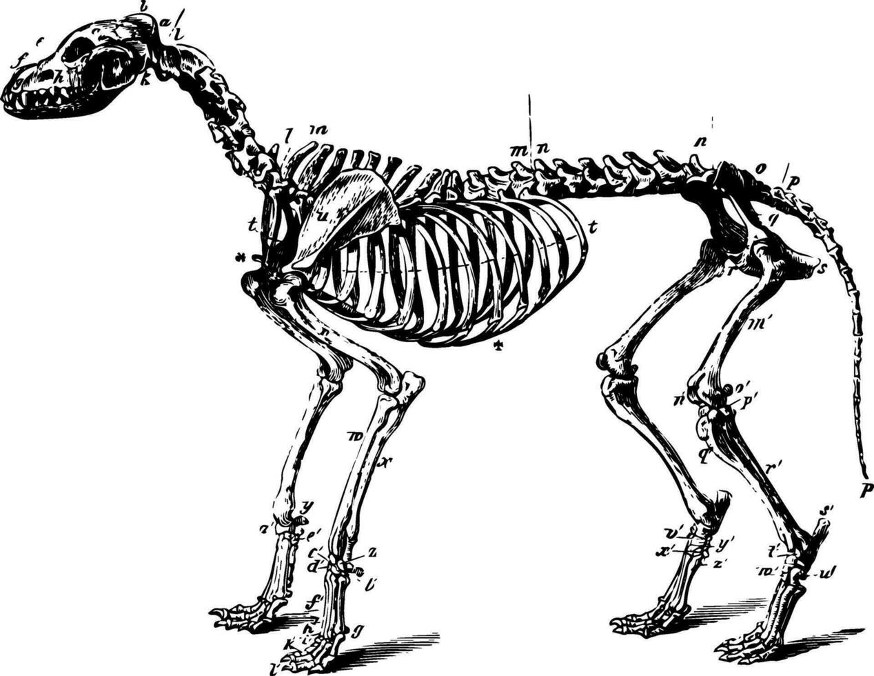 esqueleto do uma cachorro vintage ilustração. vetor