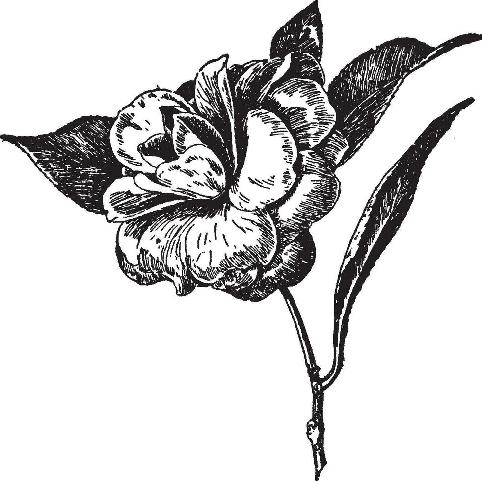 lúcida camélia japonica vintage ilustração. vetor