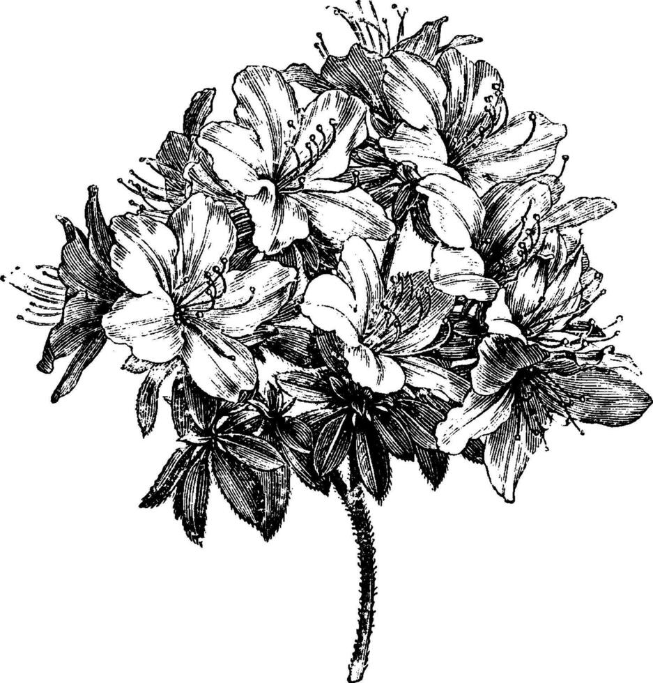 azálea ledifolia vintage ilustração. vetor