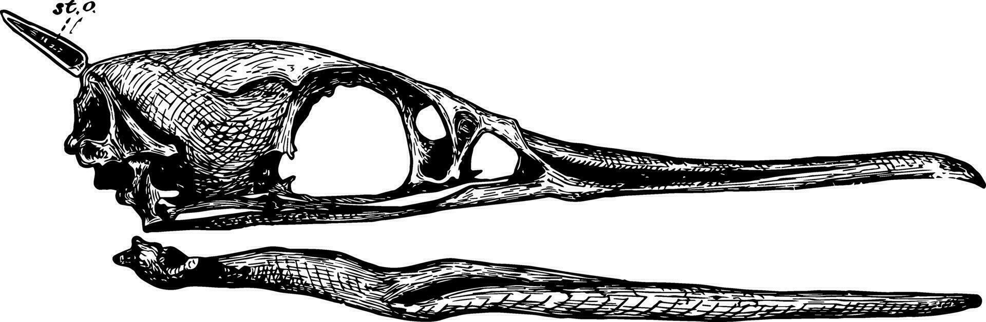 Corvo-marinho crânio vintage ilustração. vetor
