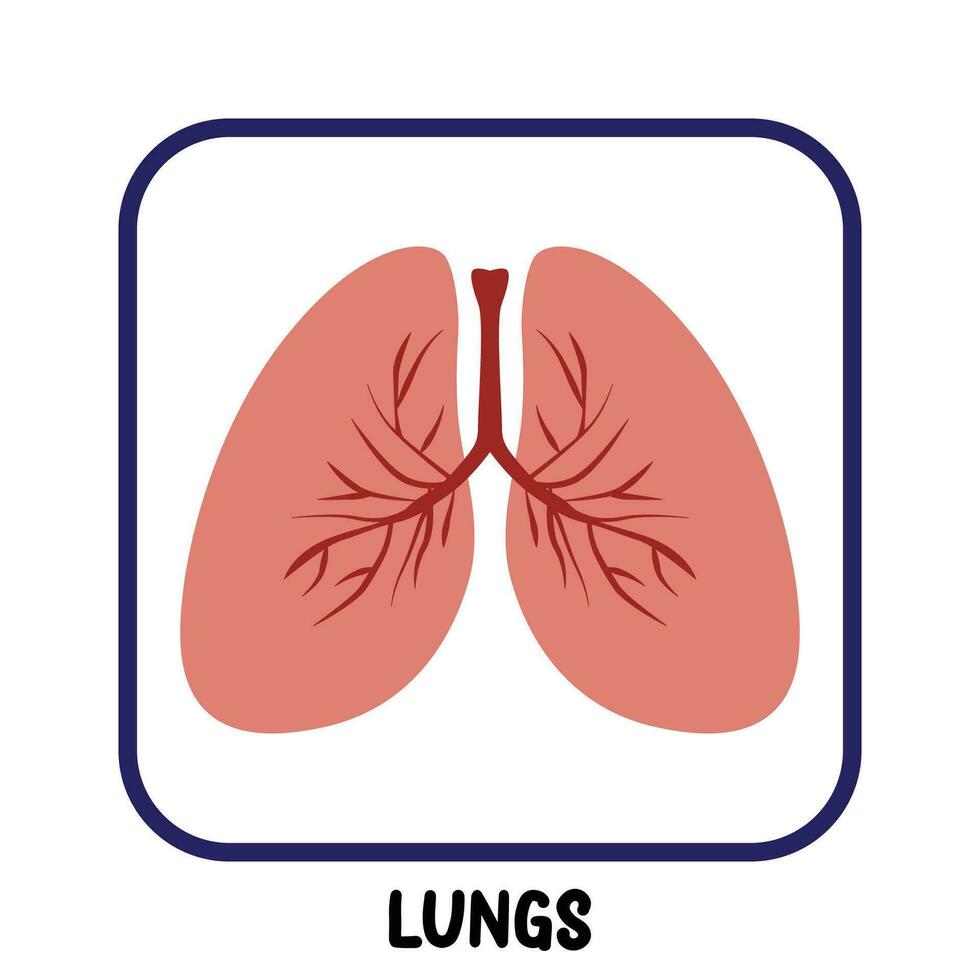 humano interno órgãos plano vetor pulmões
