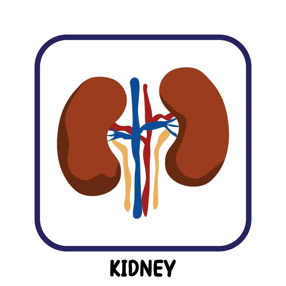 humano interno órgãos plano vetor rim