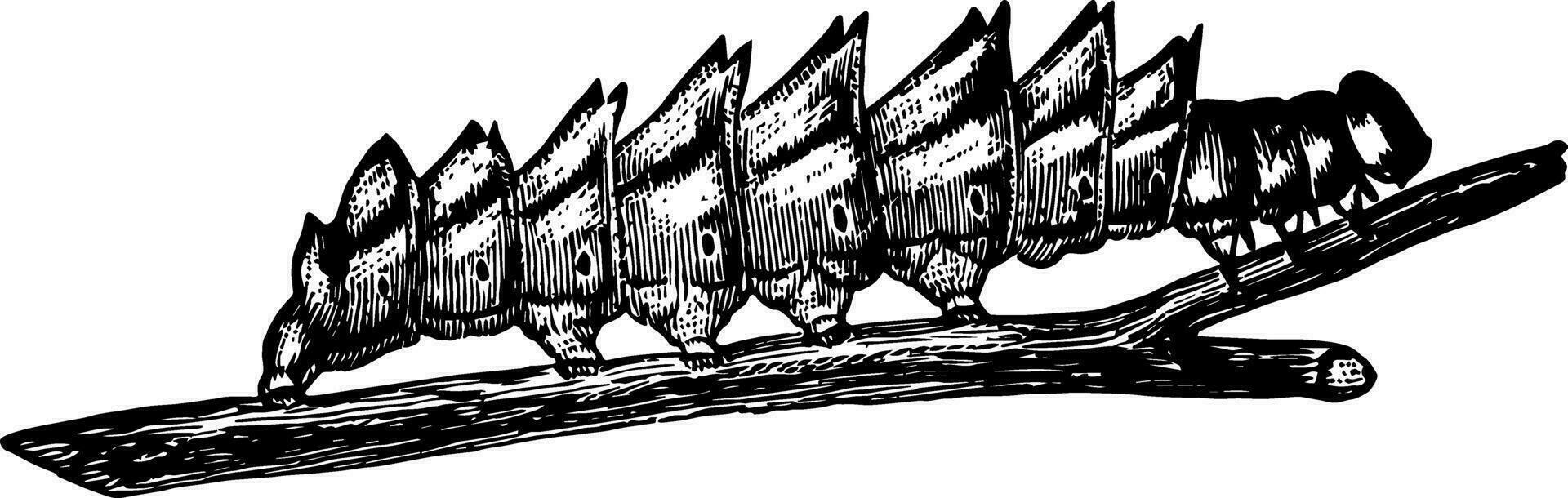 Duplo dentado proeminente lagarta vintage ilustração. vetor