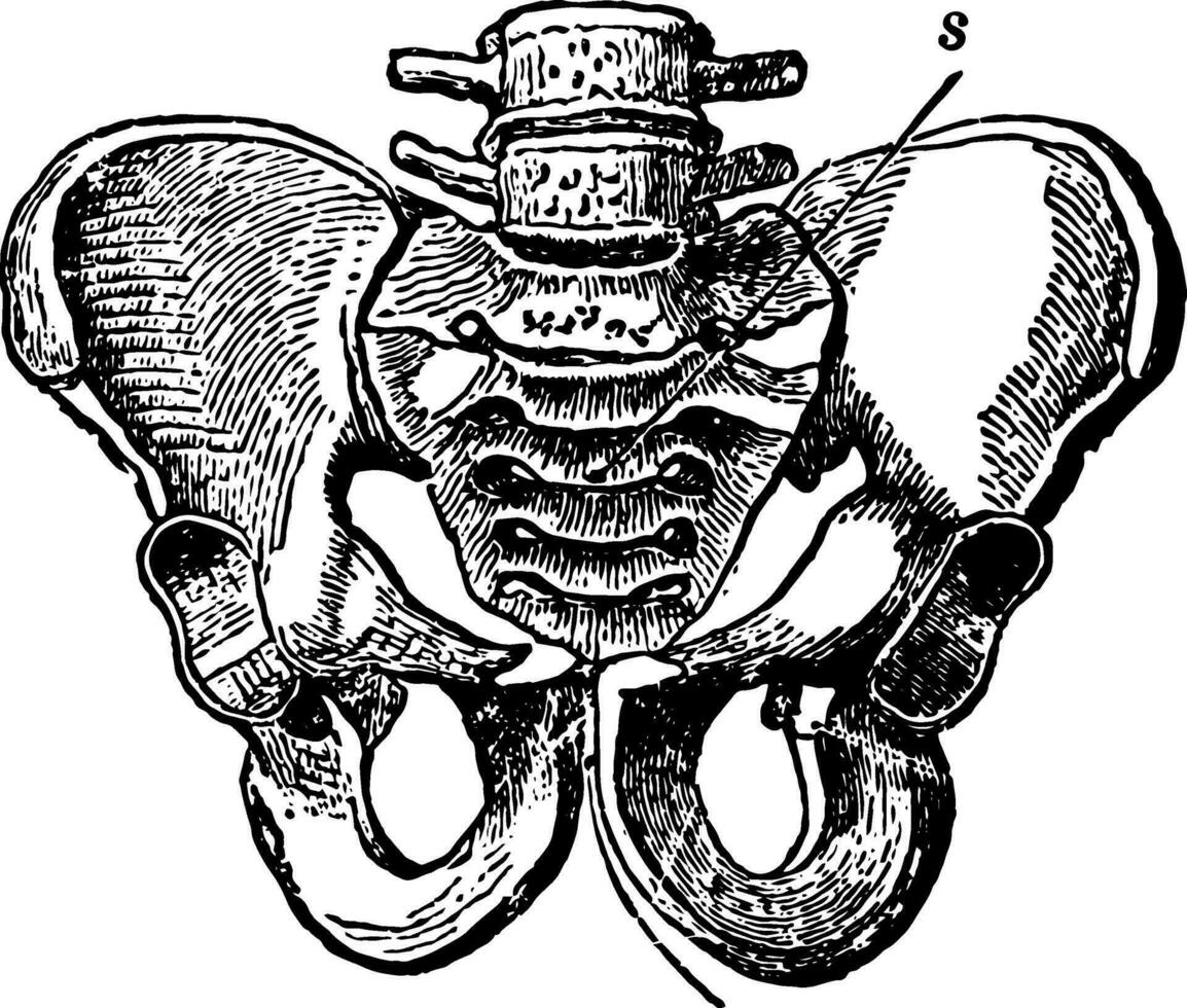 masculino pélvico osso, vintage ilustração. vetor