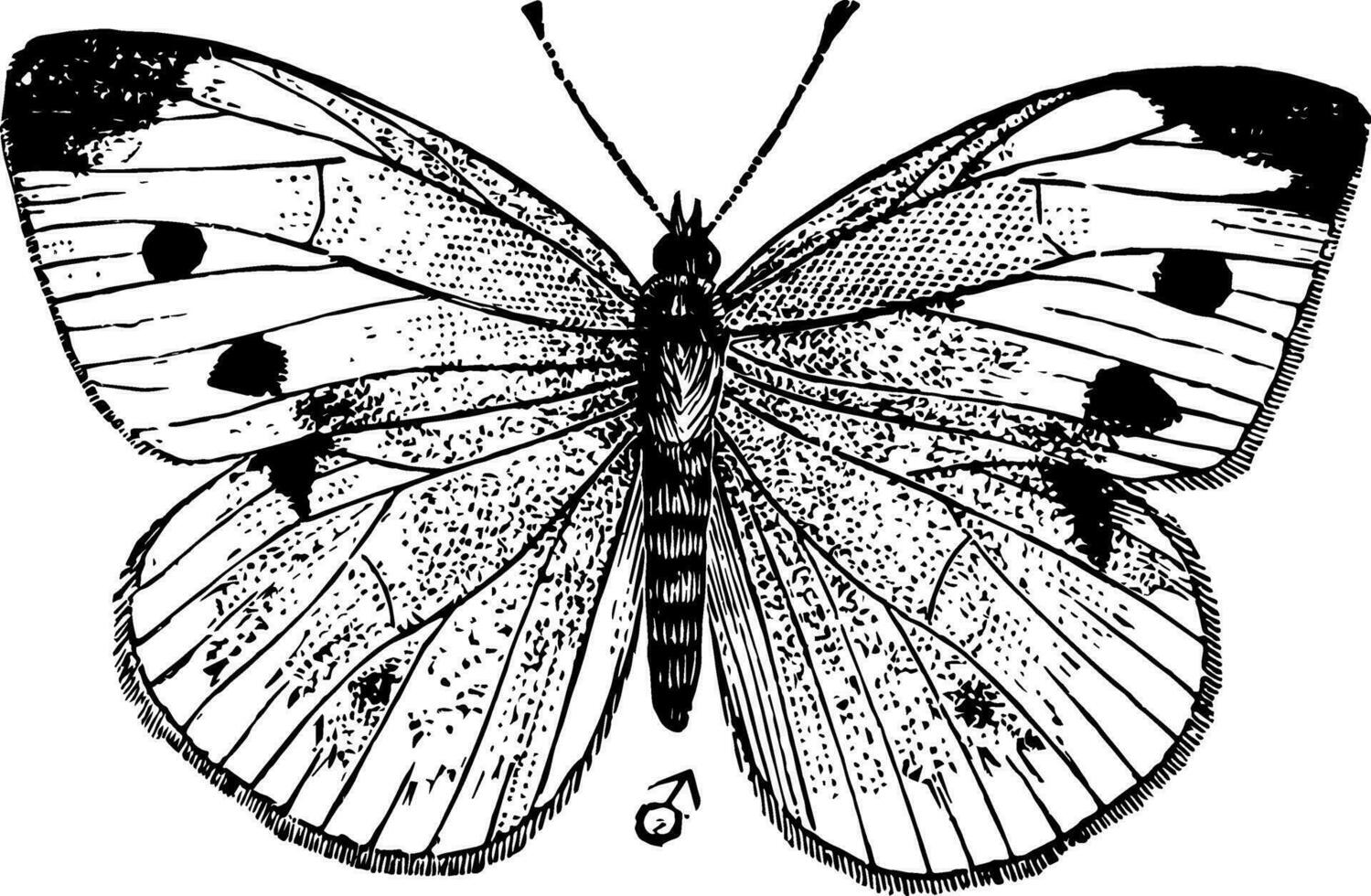 pequeno branco borboleta, vintage ilustração. vetor
