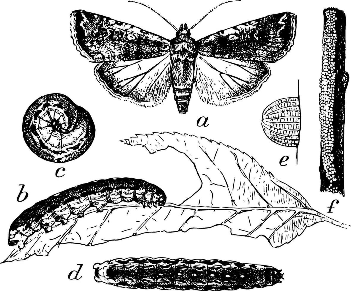 traça larva e ovos, vintage ilustração. vetor