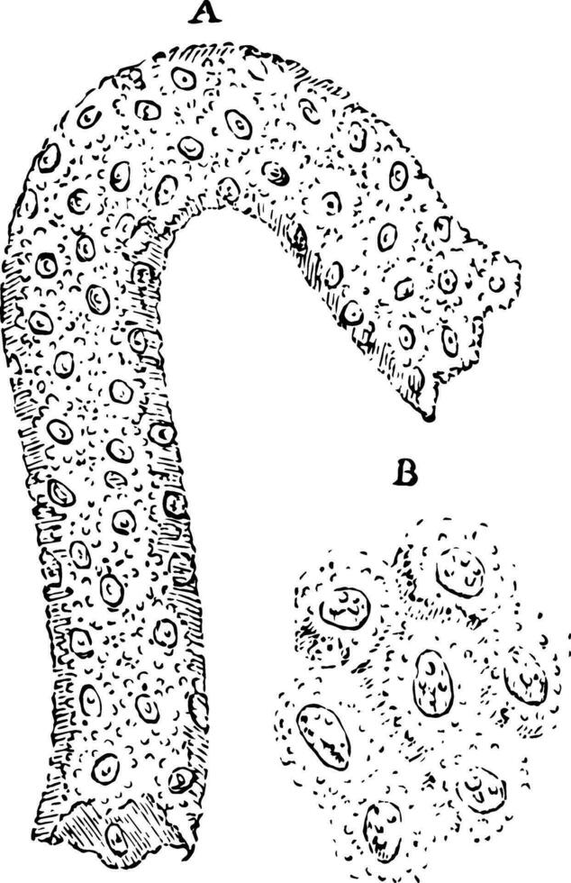 células a partir de a túbulos uriniferi, vintage ilustração vetor