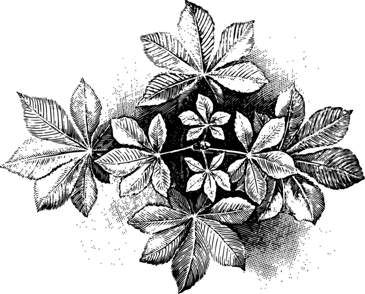 buckeye folhas vintage ilustração. vetor