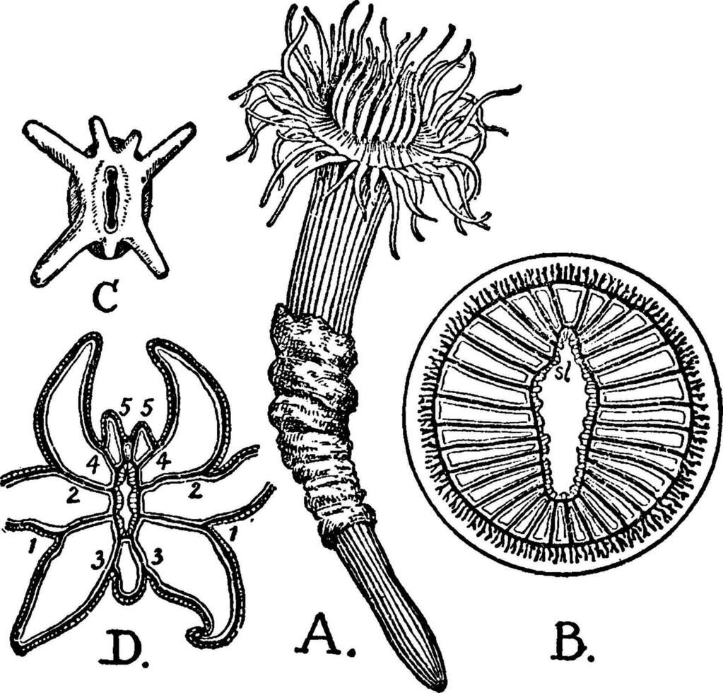 cerianthus solitário, vintage ilustração. vetor