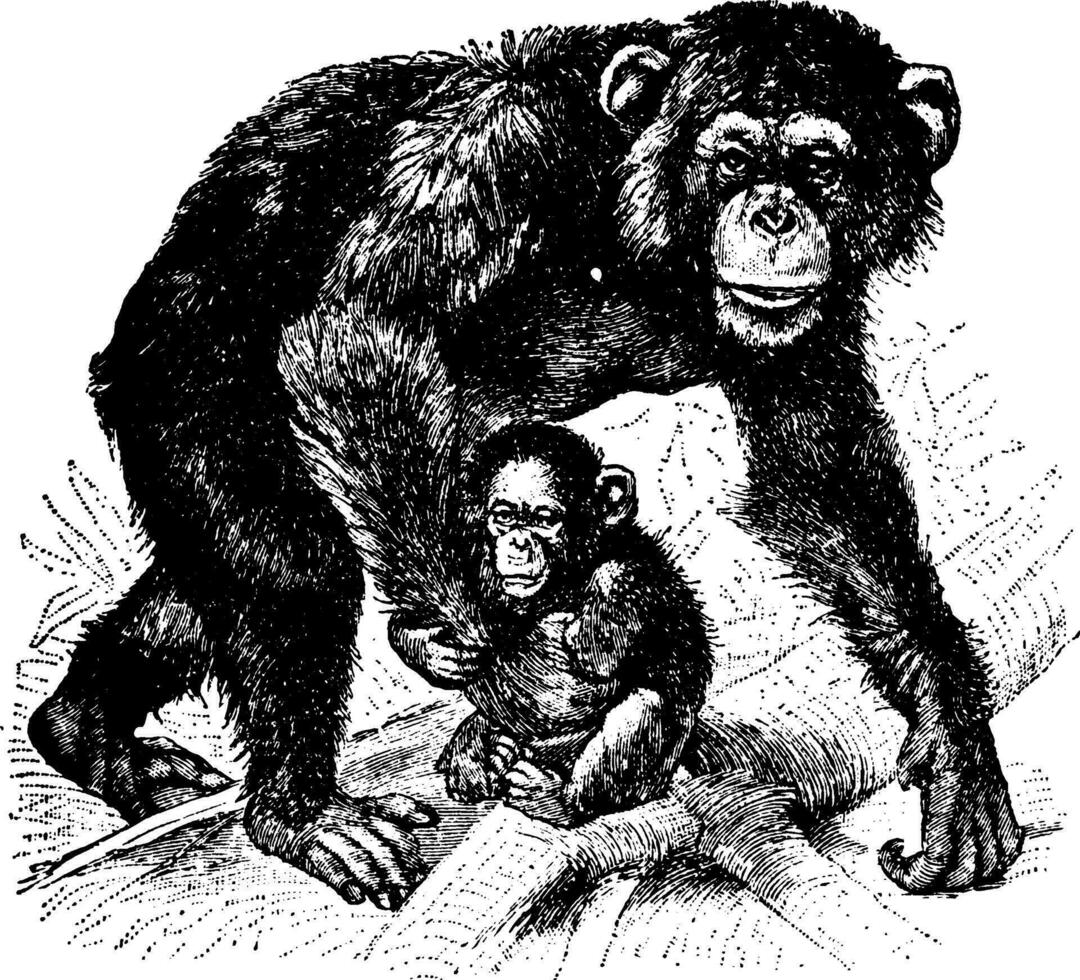 chimpanzé, vintage ilustração. vetor