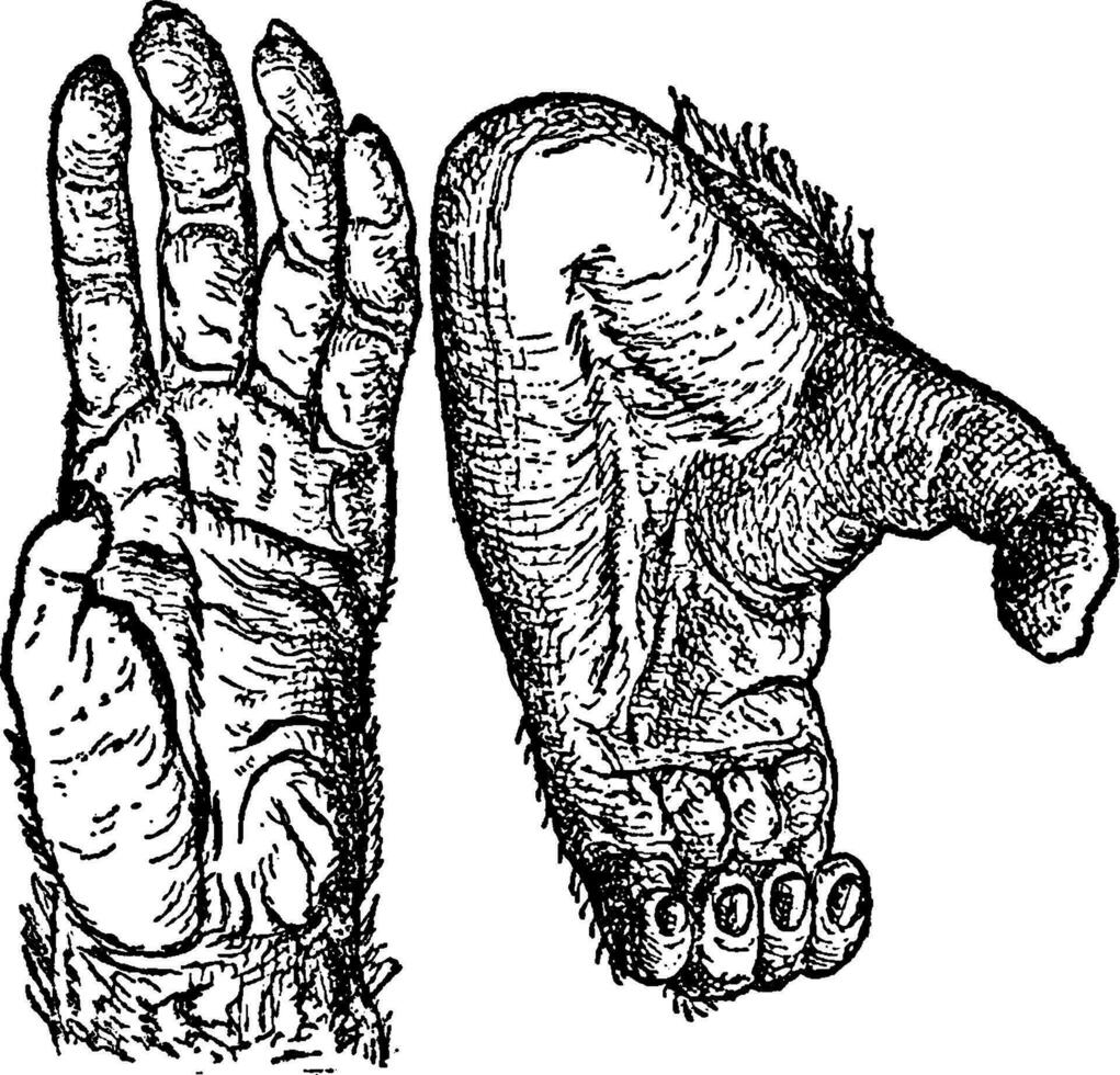 chimpanzé mãos, vintage ilustração. vetor