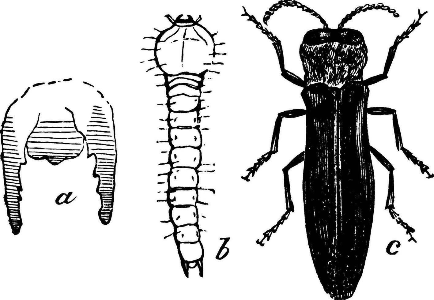 agrilus, vintage ilustração. vetor