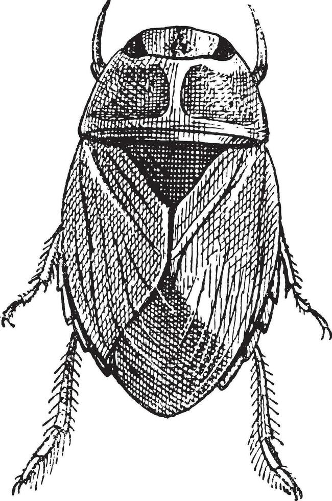 rastejante água erro ou naucoridae, vintage gravação vetor