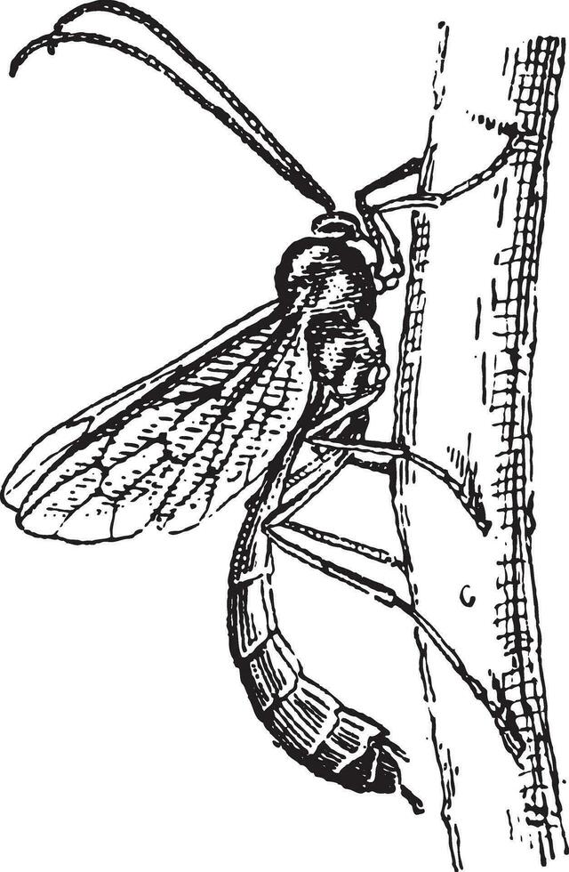 ichneumon vespa ou ichneumon vintage gravação vetor