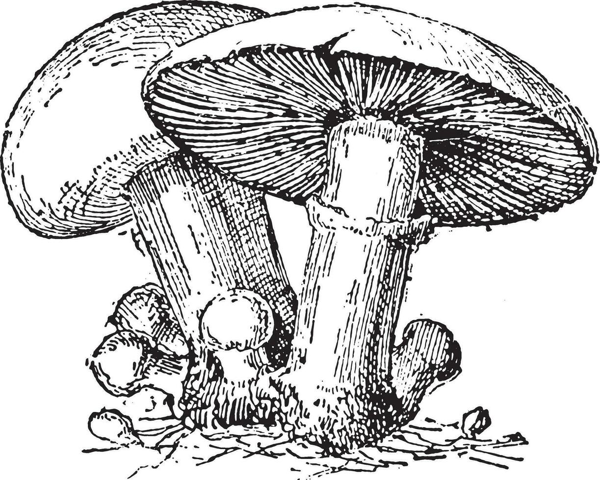 agaric, vintage gravação. vetor