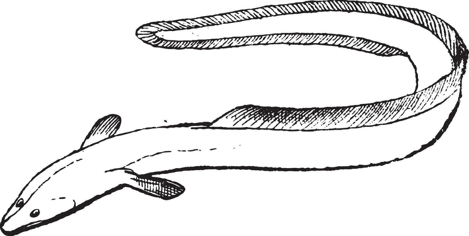 barbatanas, do a enguia ou anguiliformes, vintage gravação vetor