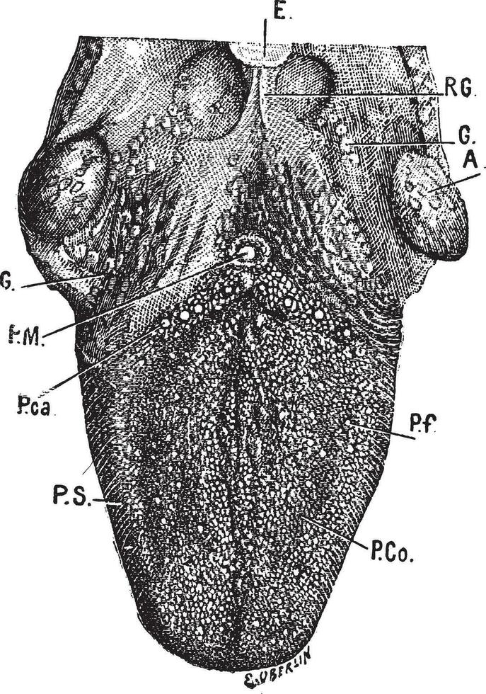 anatomia do língua, vintage gravação. vetor