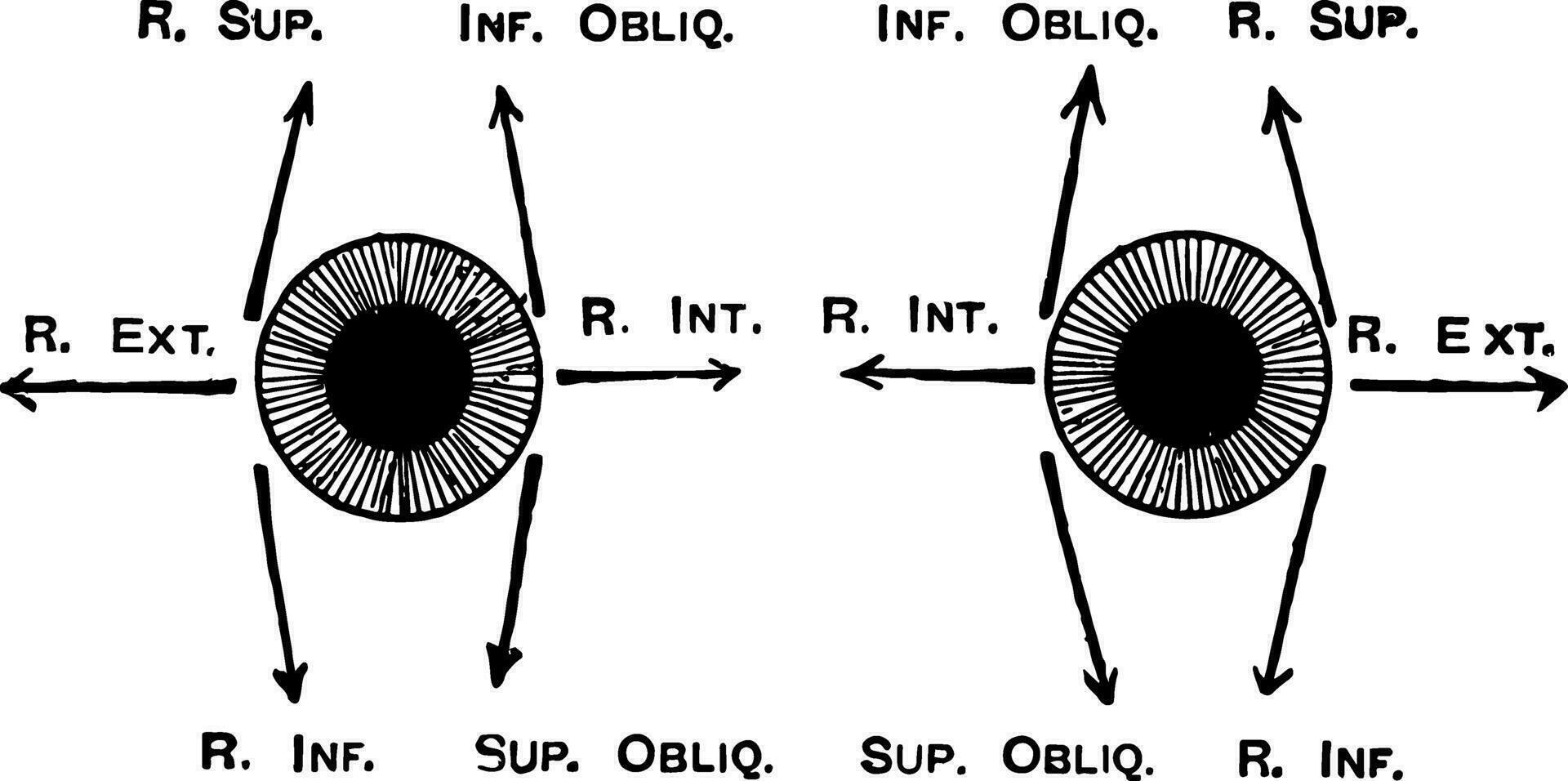 diagrama para mostrar a açao do a orbital músculo, vintage ilustração. vetor