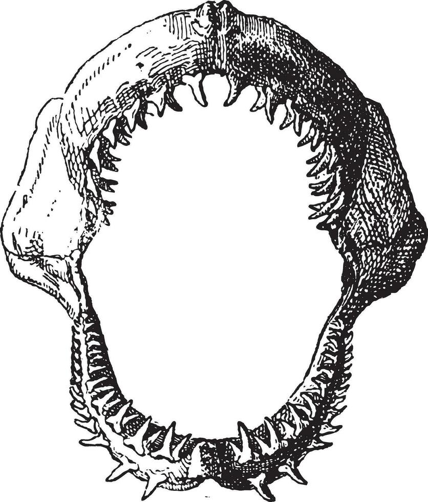 Tubarão mandíbula, vintage gravação. vetor