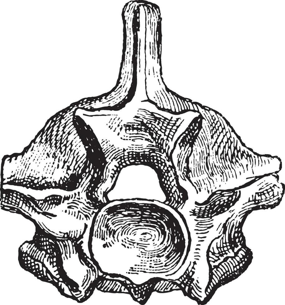 réptil, vértebra Pitão, vintage gravação. vetor