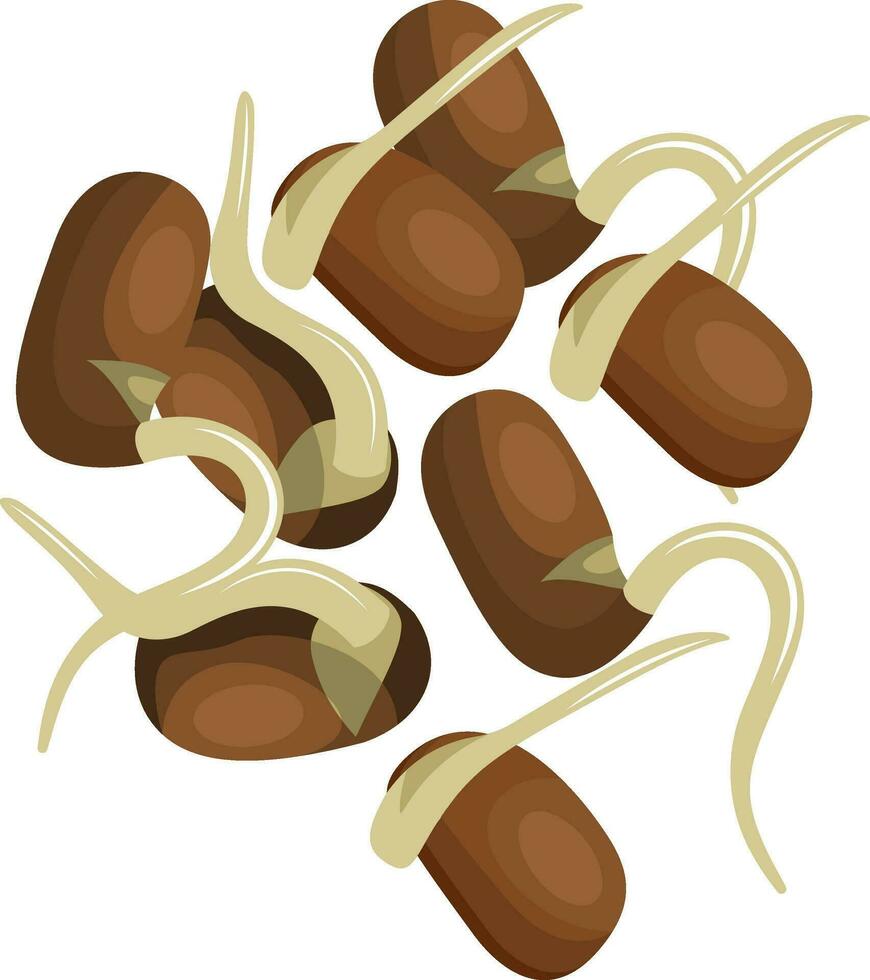 Castanho brotar feijões vetor ilustração do legumes em branco fundo.