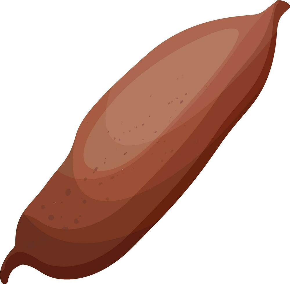 Castanho kumara raiz vetor ilustração do legumes em branco fundo.