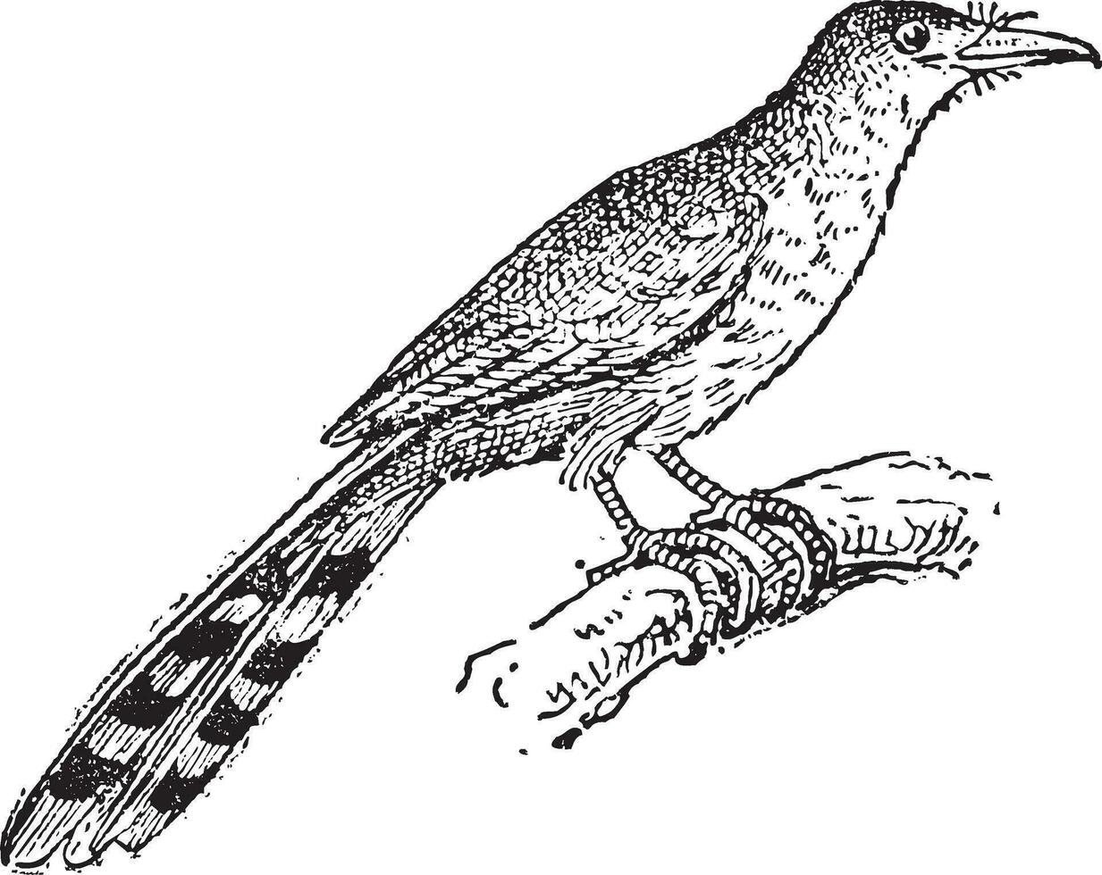 hispaniolano lagarto cuco ou cóccix longirostris, vintage gravação vetor
